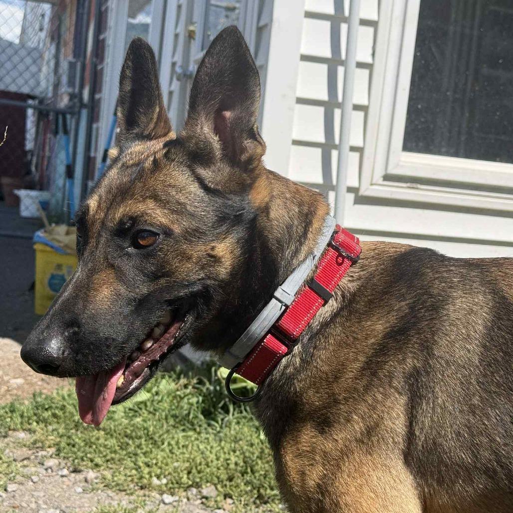 Enlarge Nellie, a Adoptable mixed breed in Saugerties, NY image 1/5