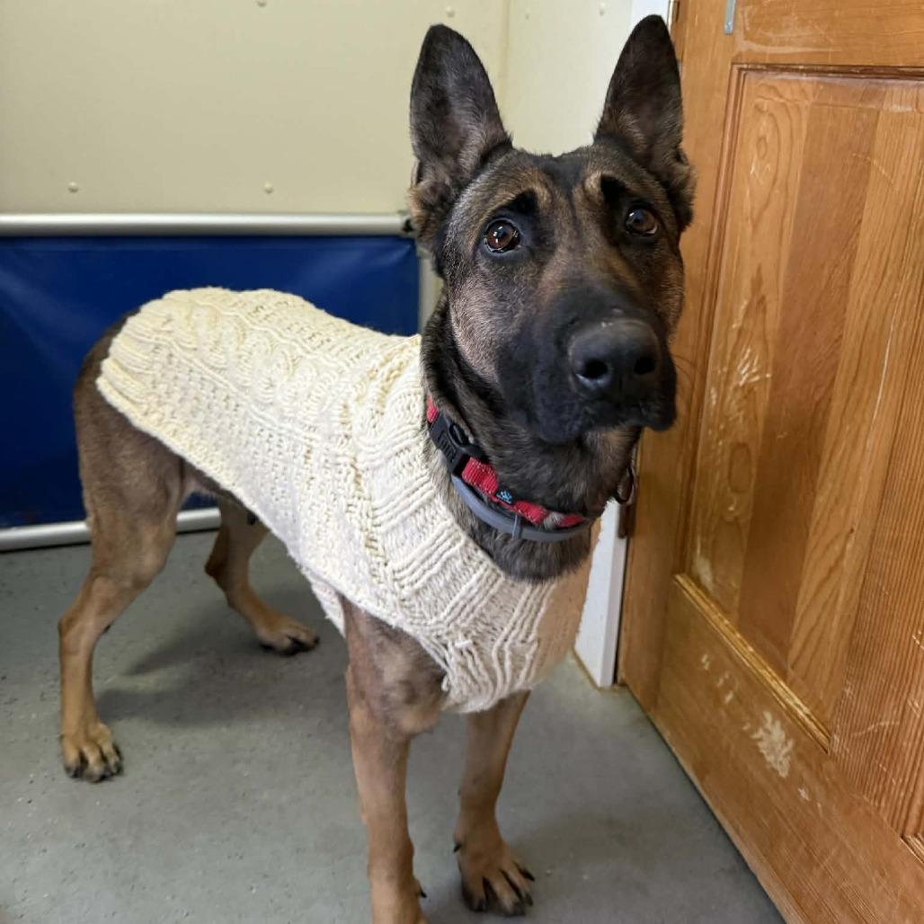 Enlarge Nellie, a Adoptable mixed breed in Saugerties, NY image 2/5