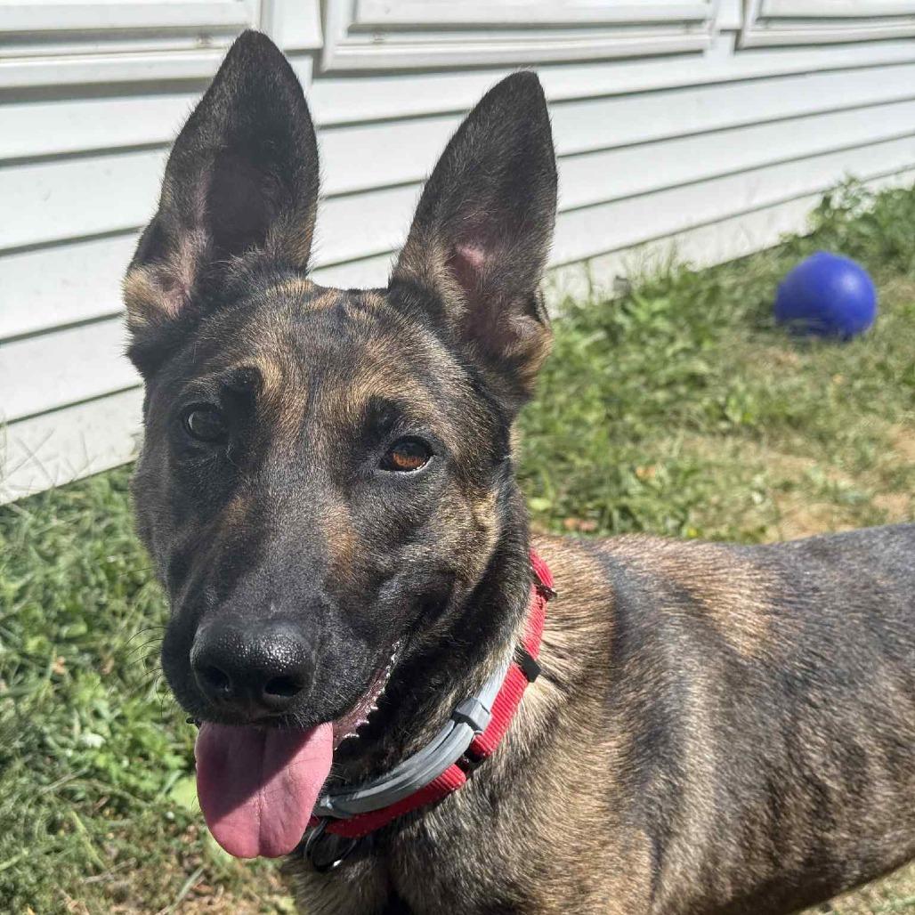 Enlarge Nellie, a Adoptable mixed breed in Saugerties, NY image 3/5