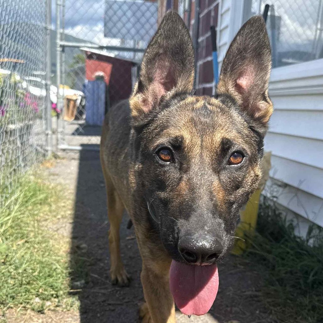 Enlarge Nellie, a Adoptable mixed breed in Saugerties, NY image 4/5