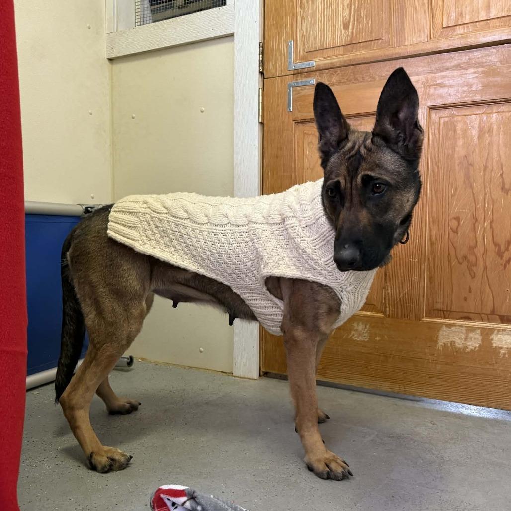 Enlarge Nellie, a Adoptable mixed breed in Saugerties, NY image 5/5