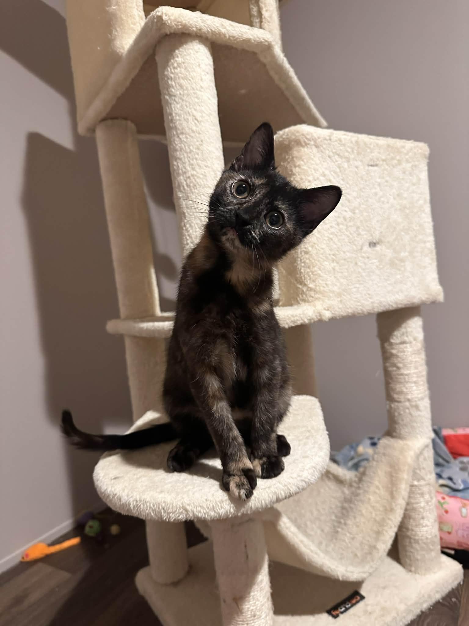 Millie, adopted, Kitten Female Domestic Short Hair.