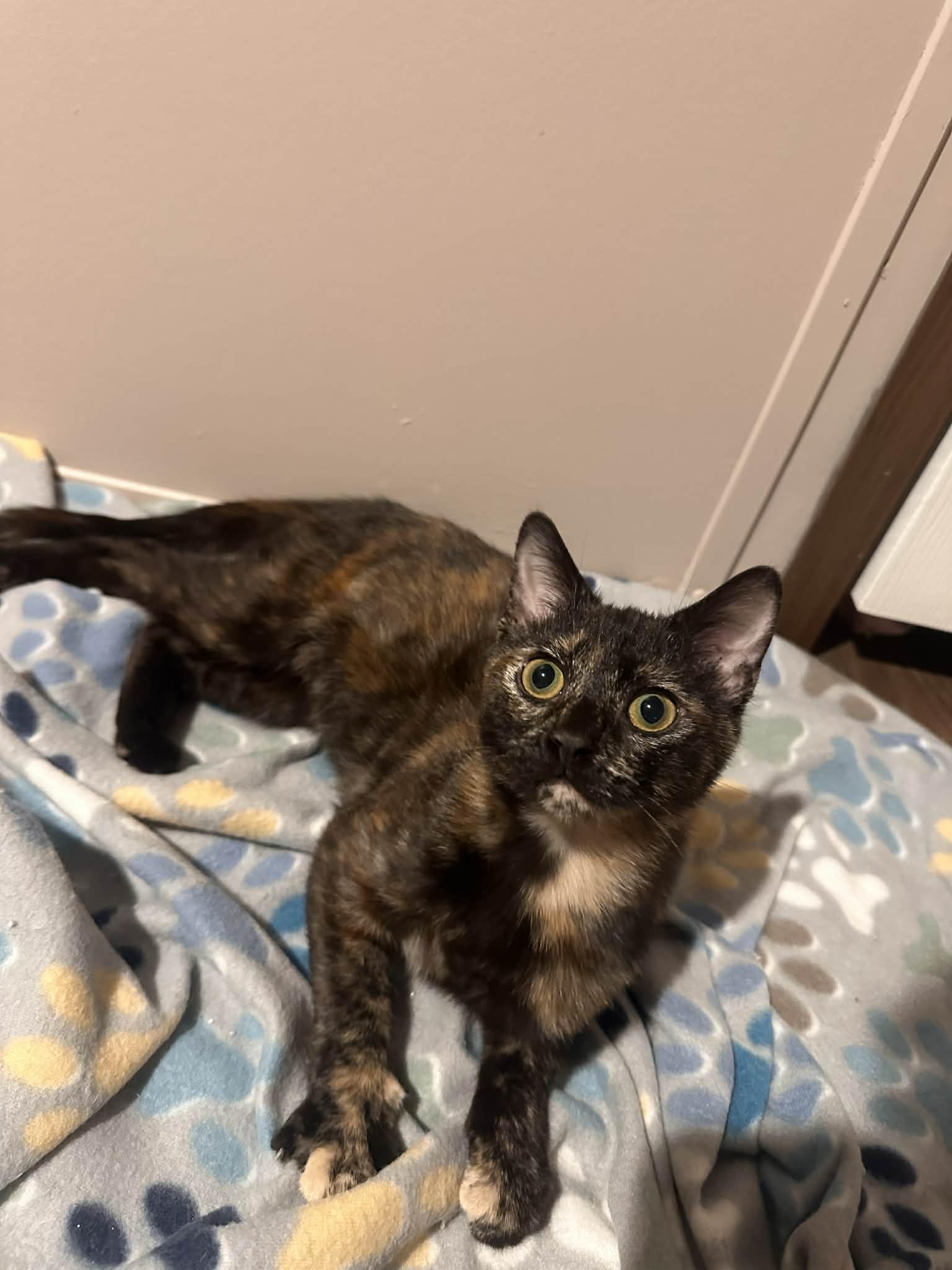 Enlarge Millie, an adopted Domestic Short Hair in Campbellsville, KY image 2/3