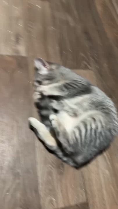 Enlarge Millie, an adopted Domestic Short Hair in Campbellsville, KY video 3/3