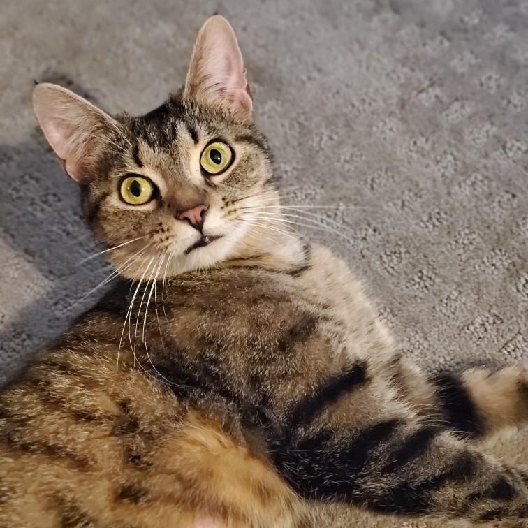 Lulu, a Adoptable Tabby in Pickerington, OH image 5/6