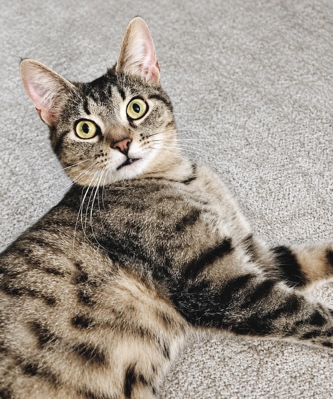 Lulu, a Adoptable Tabby in Pickerington, OH image 3/5
