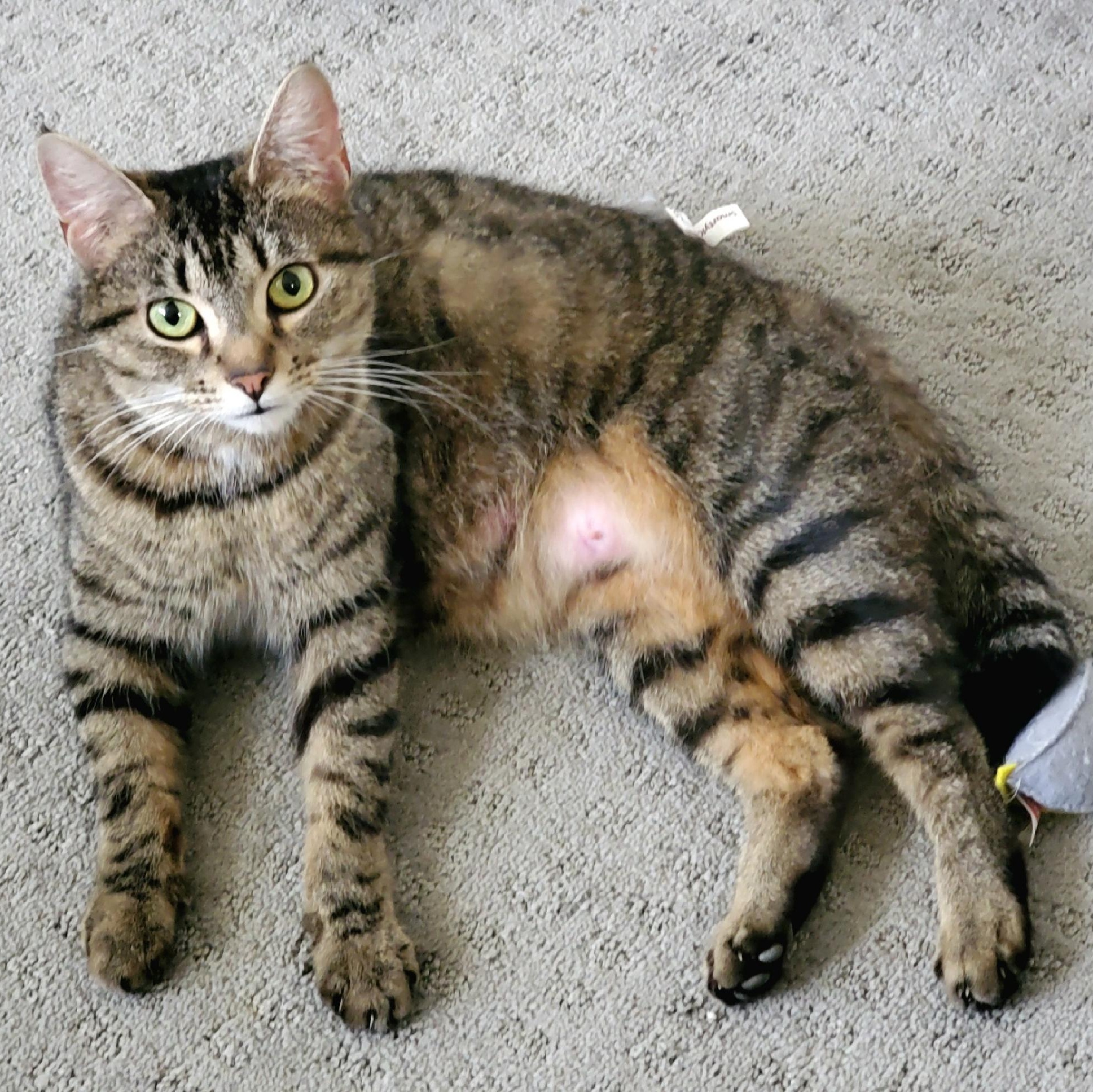 Lulu, a Adoptable Tabby in Pickerington, OH image 3/6