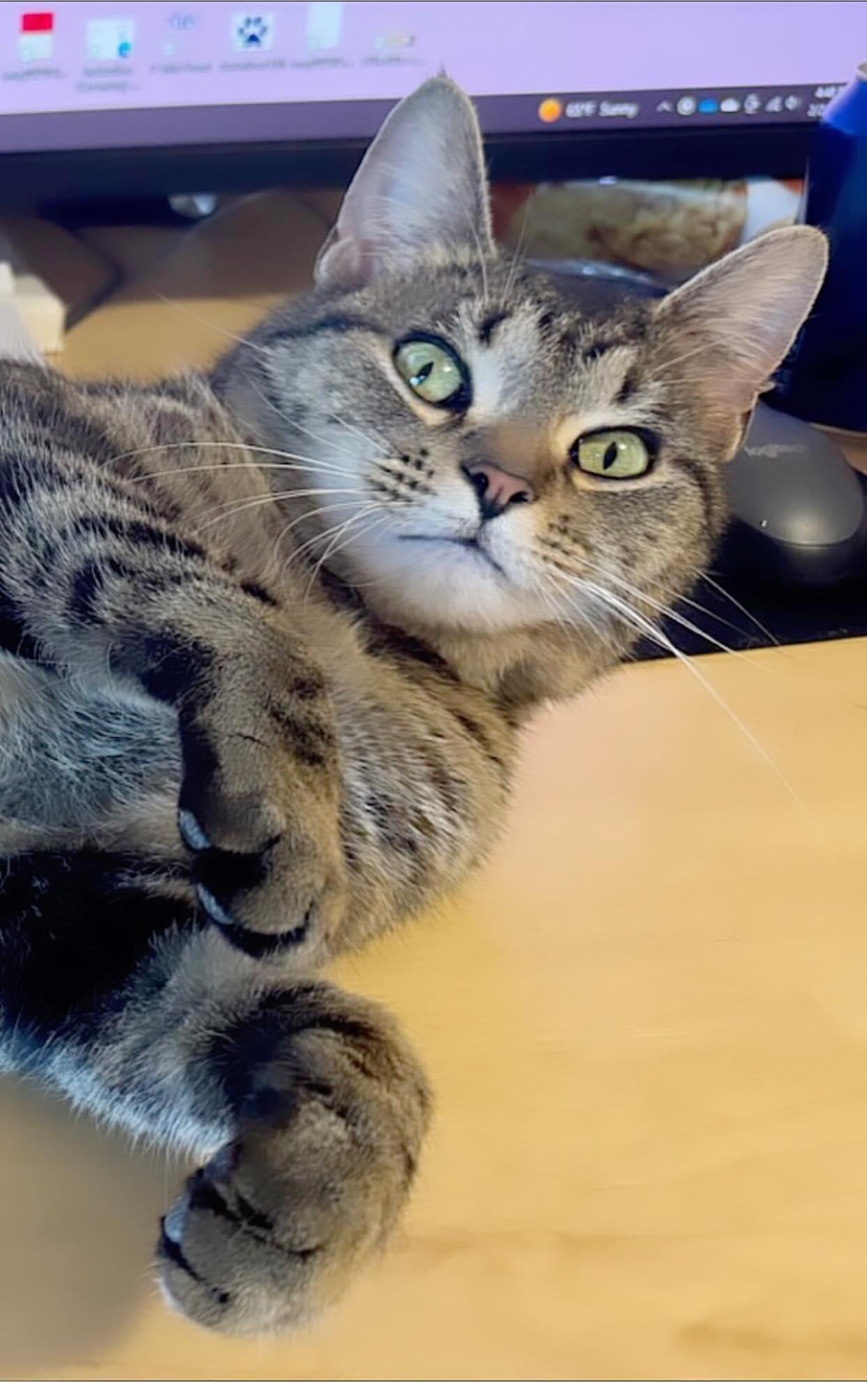 Lulu, a Adoptable Tabby in Pickerington, OH image 4/6