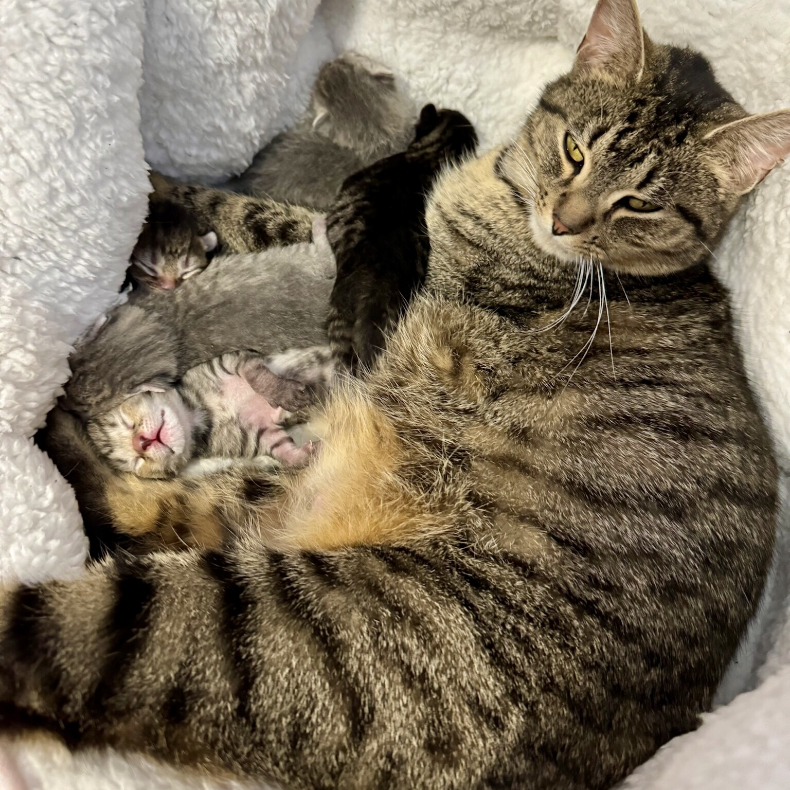 Lulu, a Adoptable Tabby in Pickerington, OH image 6/6