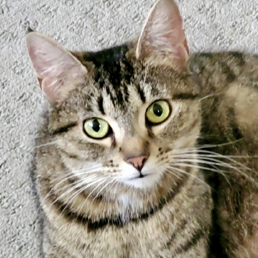 Lulu, a Adoptable Tabby in Pickerington, OH image 1/6