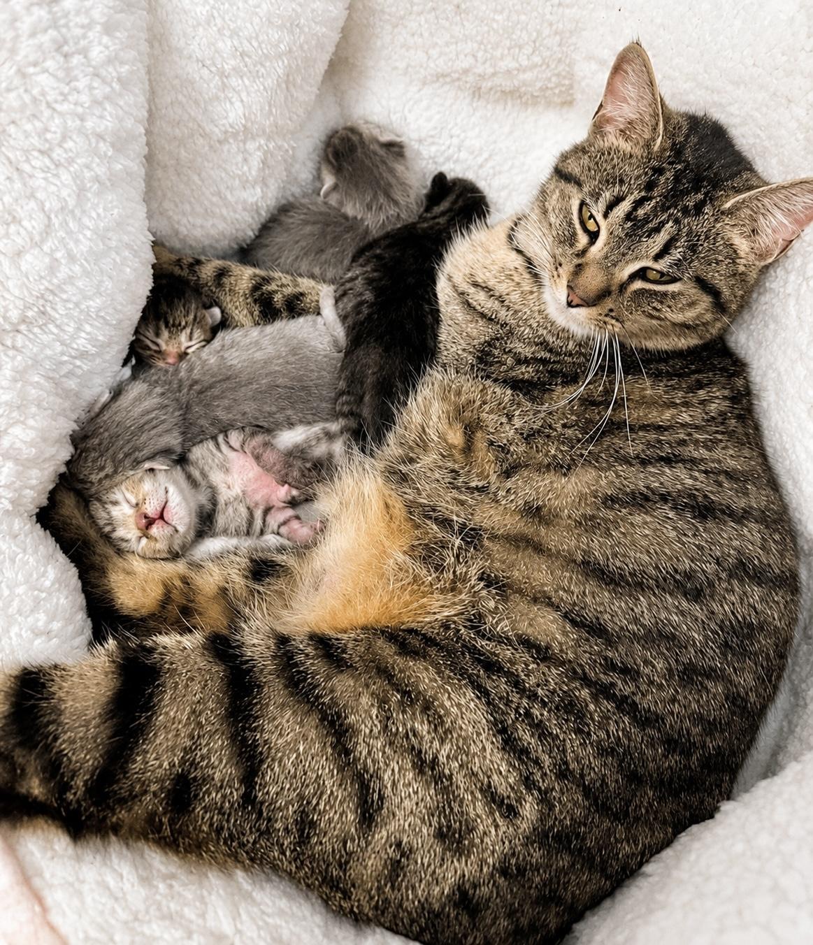Lulu, a Adoptable Tabby in Pickerington, OH image 5/5