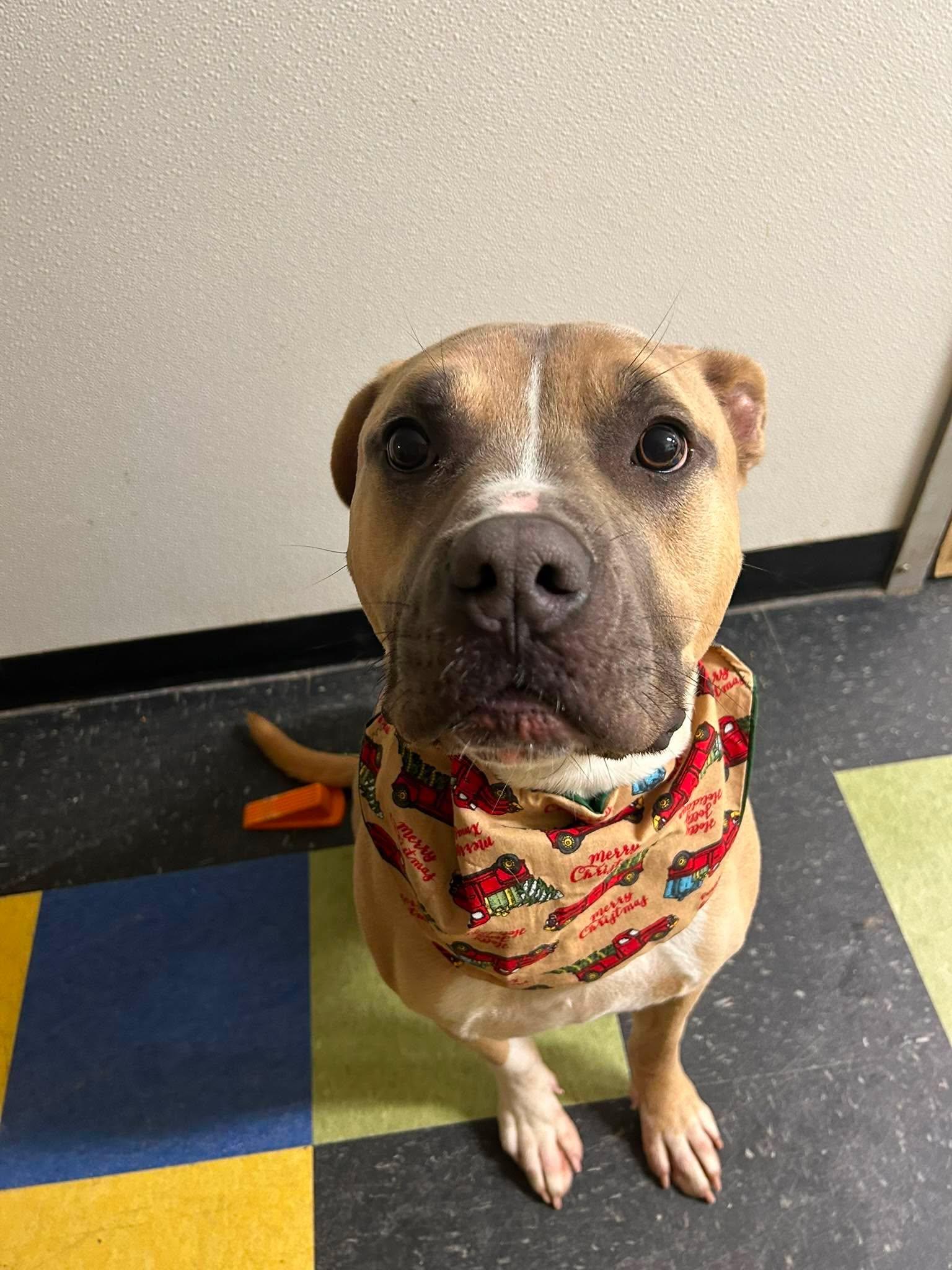 Enlarge Tonka , a Adoptable mixed breed in Paris, ME image 2/4