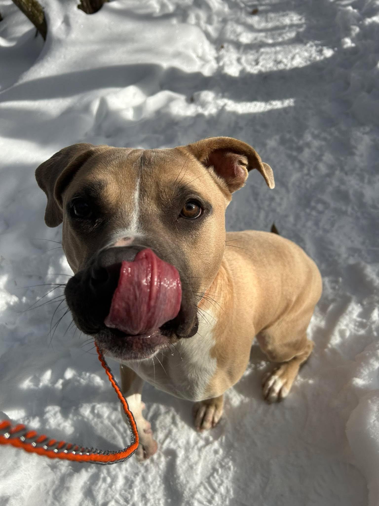 Enlarge Tonka , a Adoptable mixed breed in Paris, ME image 3/4