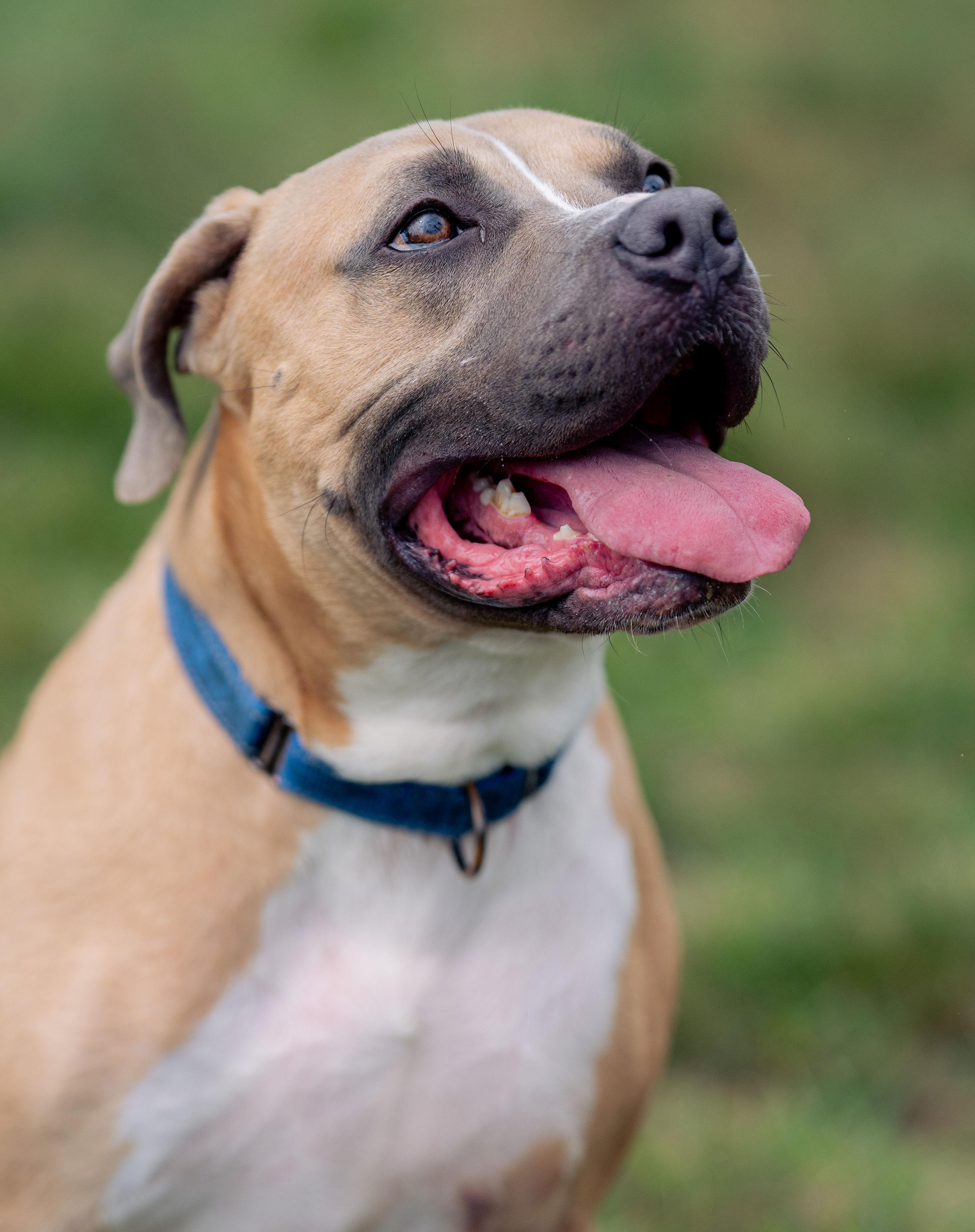 Tonka , a Adoptable mixed breed in Paris, ME image 2/4