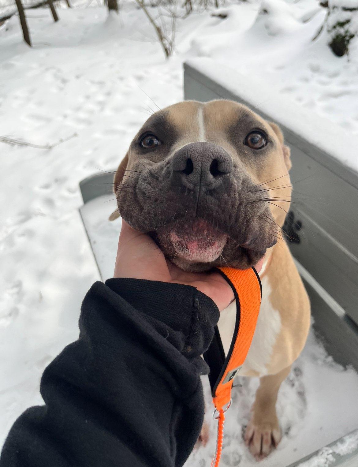 Enlarge Tonka , a Adoptable mixed breed in Paris, ME image 1/4