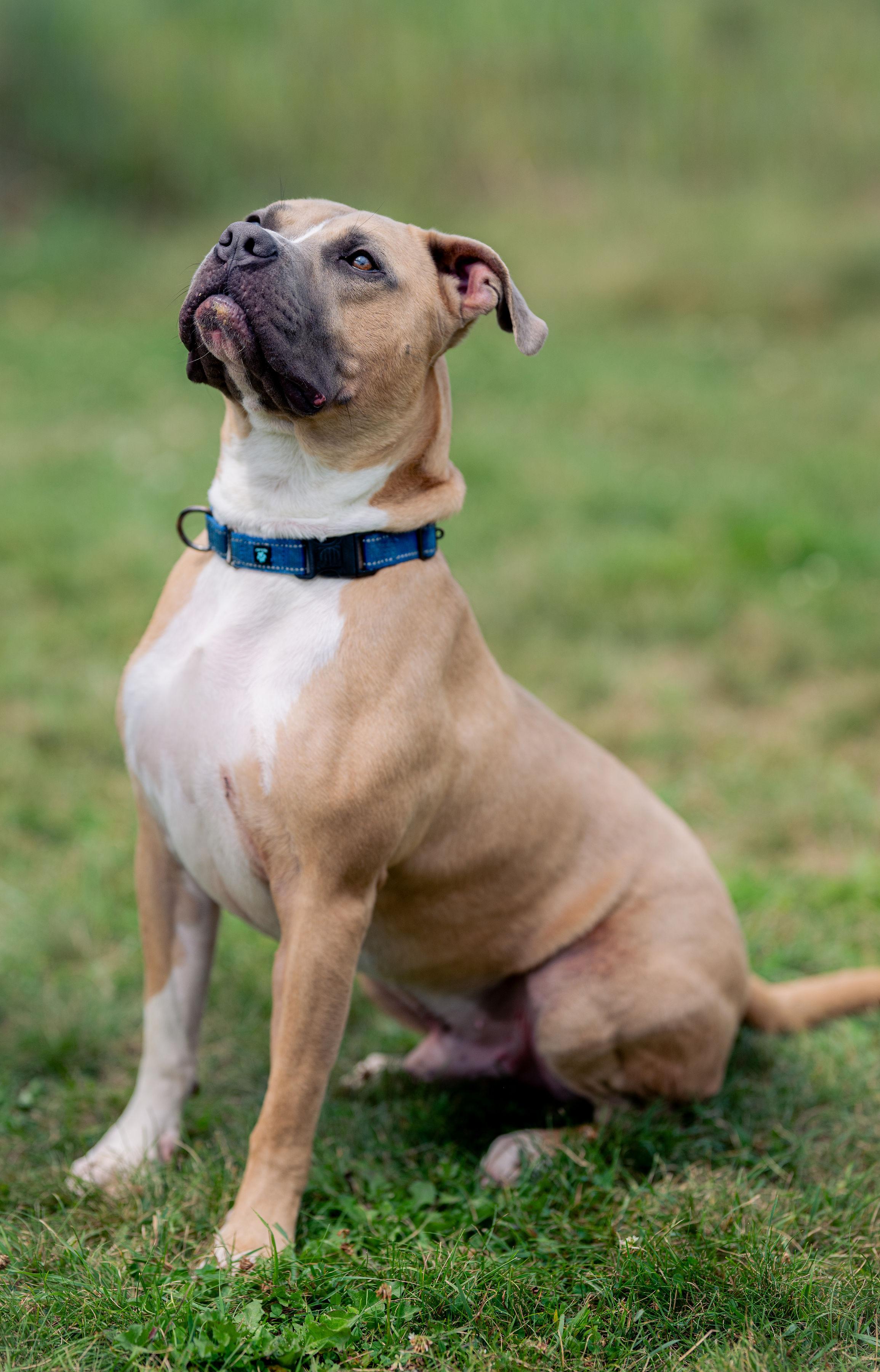 Tonka , Adoptable, Adult Male American Staffordshire Terrier.