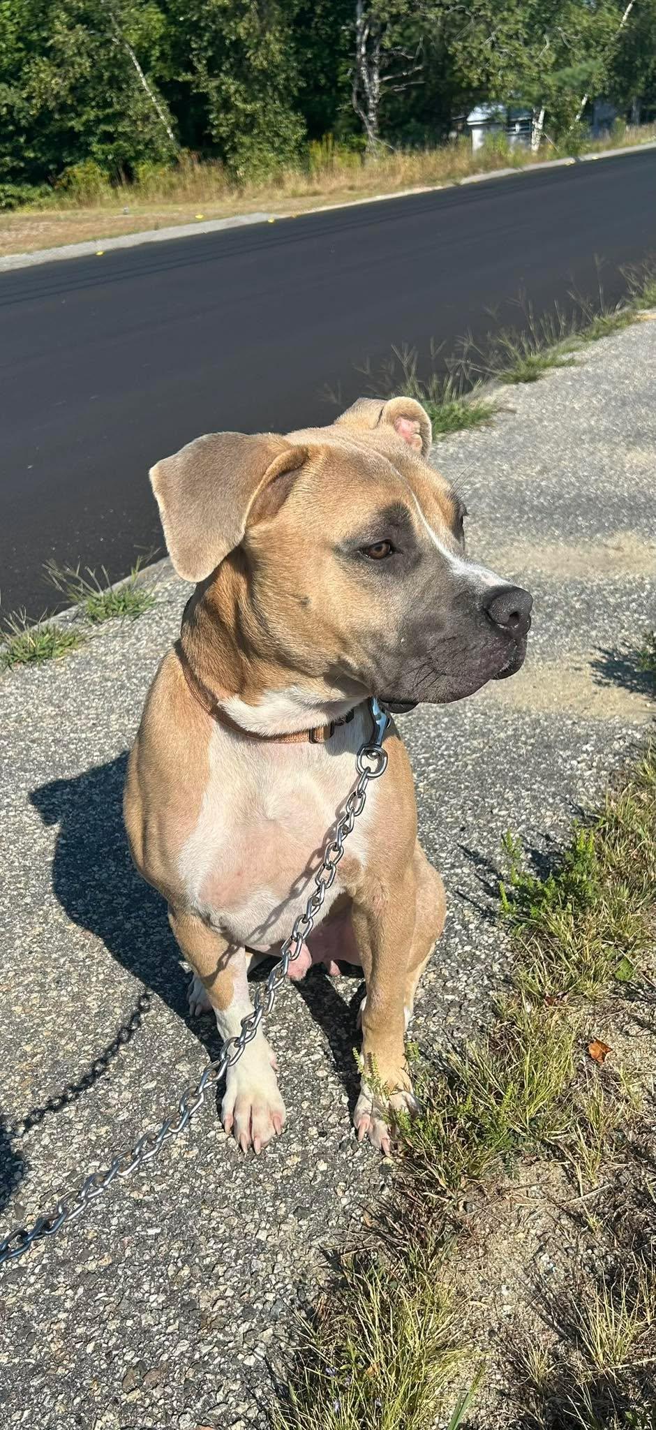Enlarge Tonka , a Adoptable mixed breed in Paris, ME image 4/4