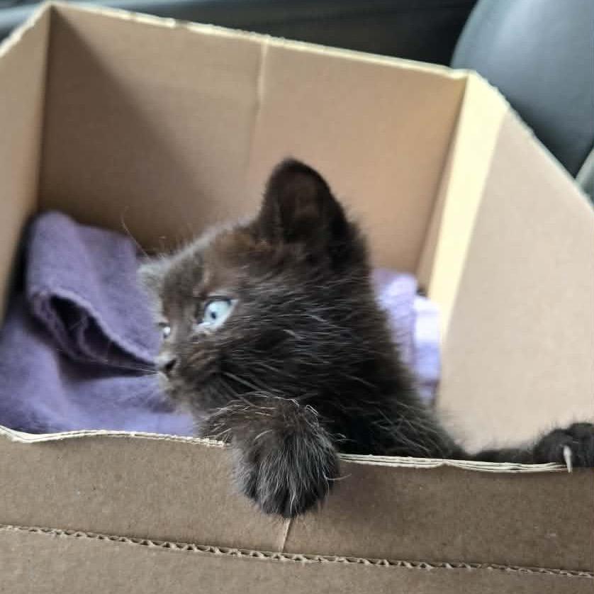 Squeaks, Adoptable, Kitten Male Domestic Short Hair.