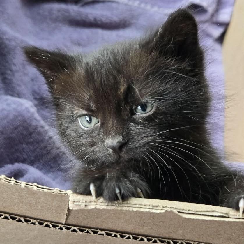 Enlarge Squeaks, a Adoptable Domestic Short Hair in West Plains, MO image 2/6