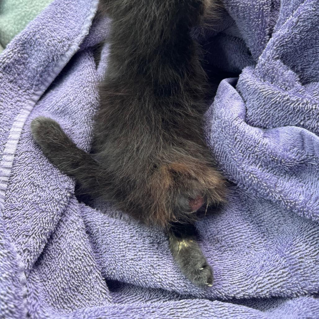 Enlarge Squeaks, a Adoptable Domestic Short Hair in West Plains, MO image 4/6