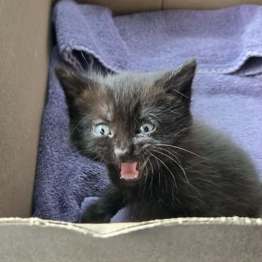Enlarge Squeaks, a Adoptable Domestic Short Hair in West Plains, MO image 5/6