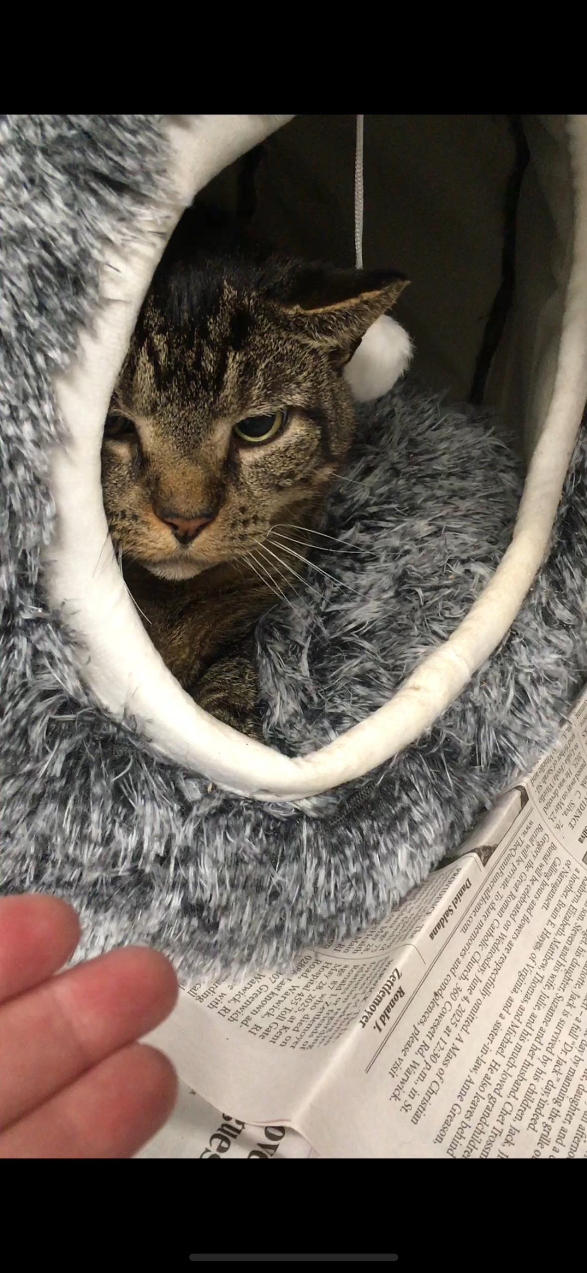 Annie/Andy, a Adoptable mixed breed in North Kingstown, RI image 4/6