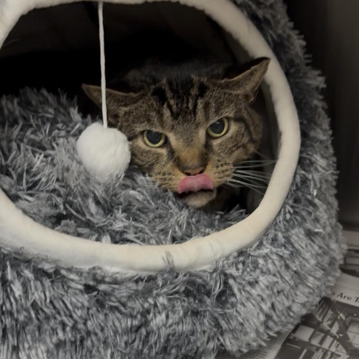 Annie/Andy, a Adoptable mixed breed in North Kingstown, RI image 1/6