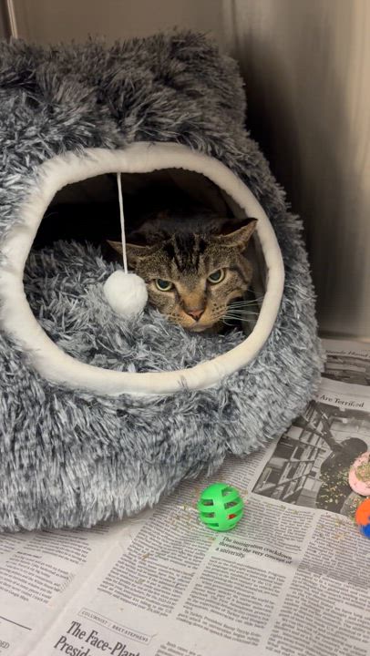 Enlarge Annie/Andy, a Adoptable mixed breed in North Kingstown, RI video 6/6