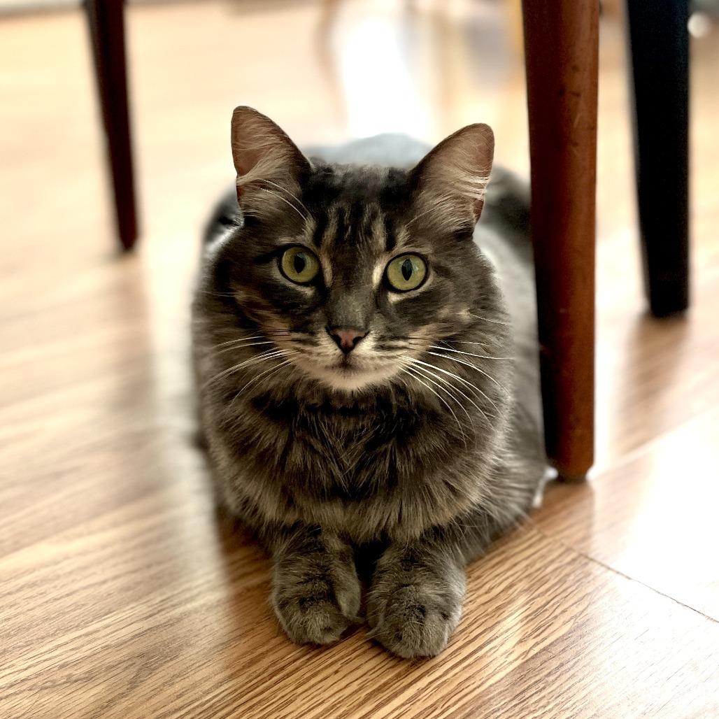 Fluffy — thumbnail 2