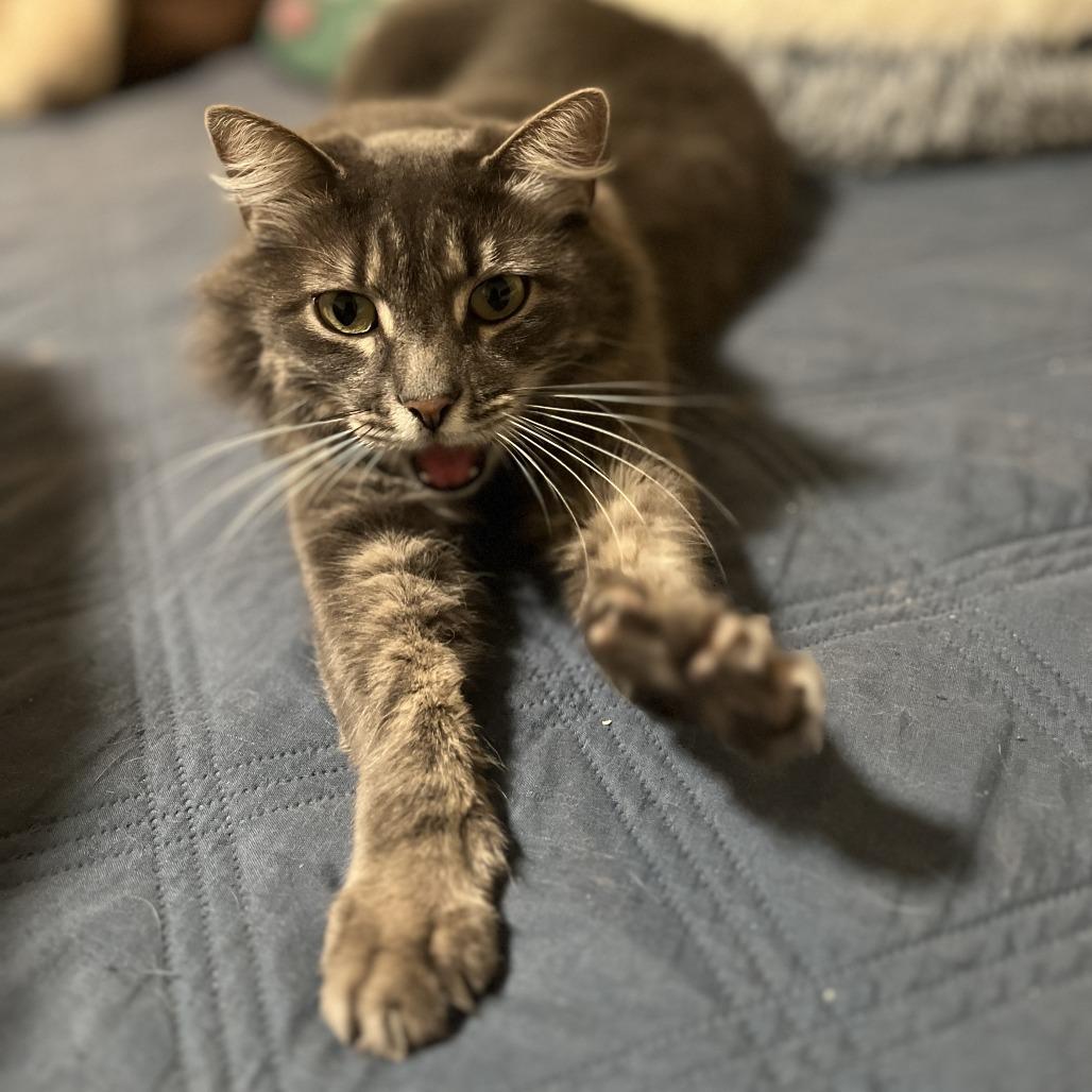 Fluffy — thumbnail 3