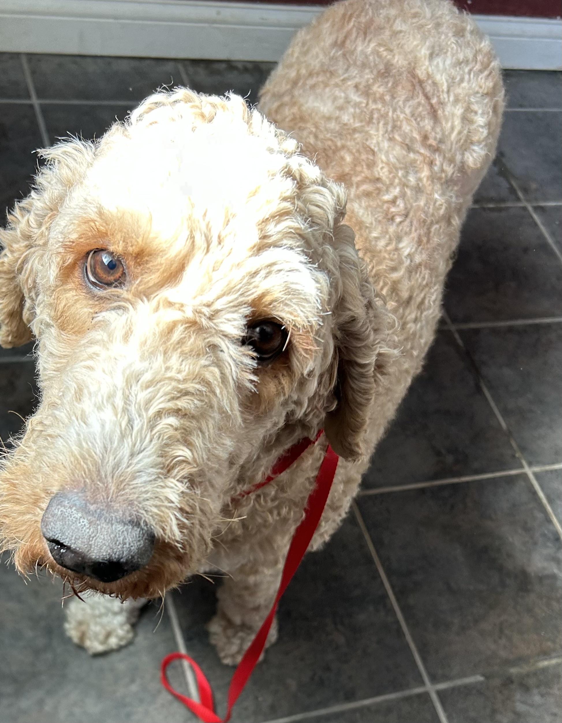 Sadie.  Super nice dog , Adoptable, Adult Female Goldendoodle.
