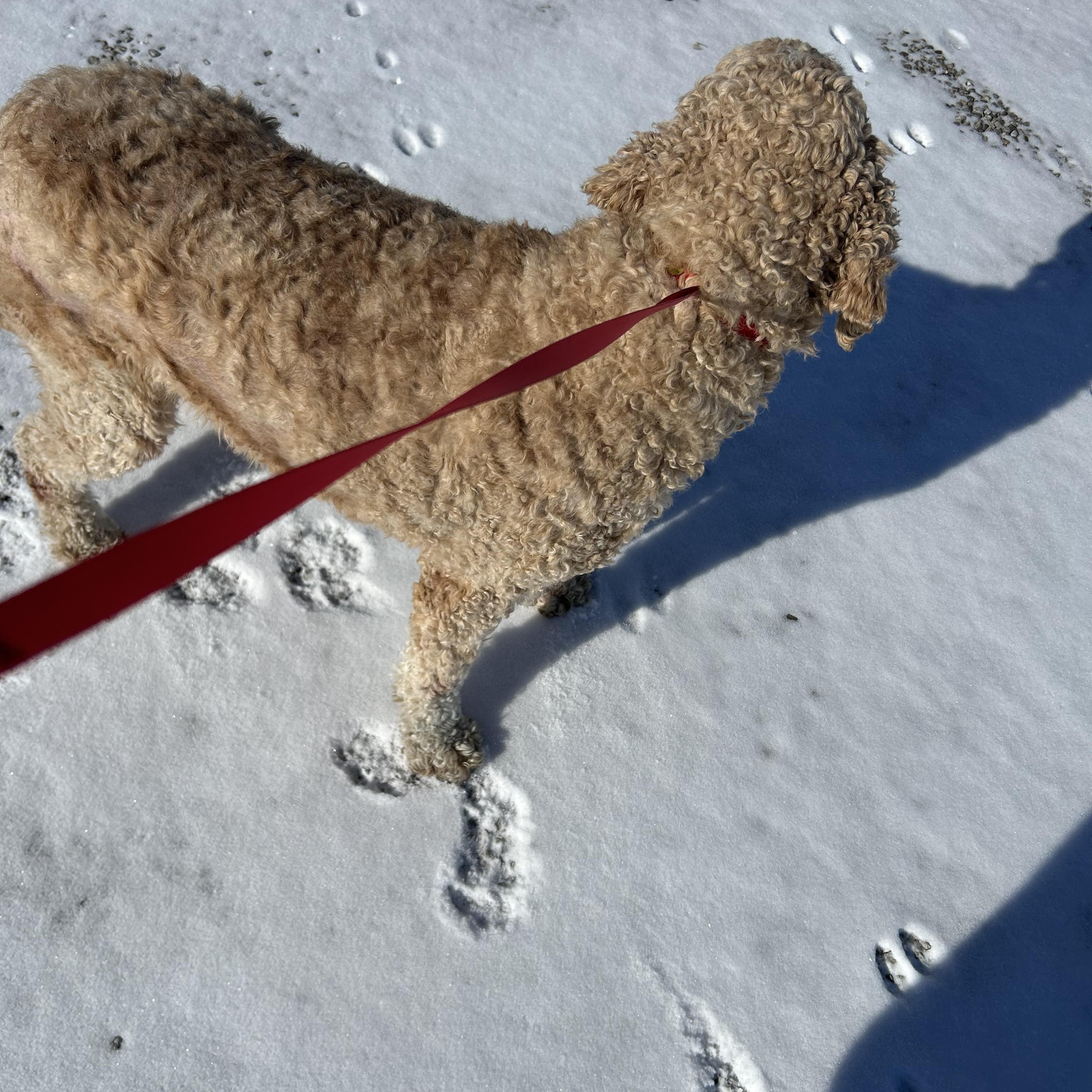 Enlarge Sadie.  Super nice dog , a Adoptable Goldendoodle in Maumee , OH image 3/4