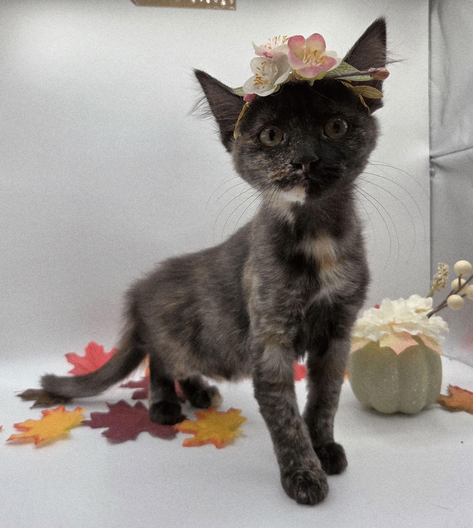 Cardamom, Adoptable, Kitten Female Domestic Short Hair & Tortoiseshell.