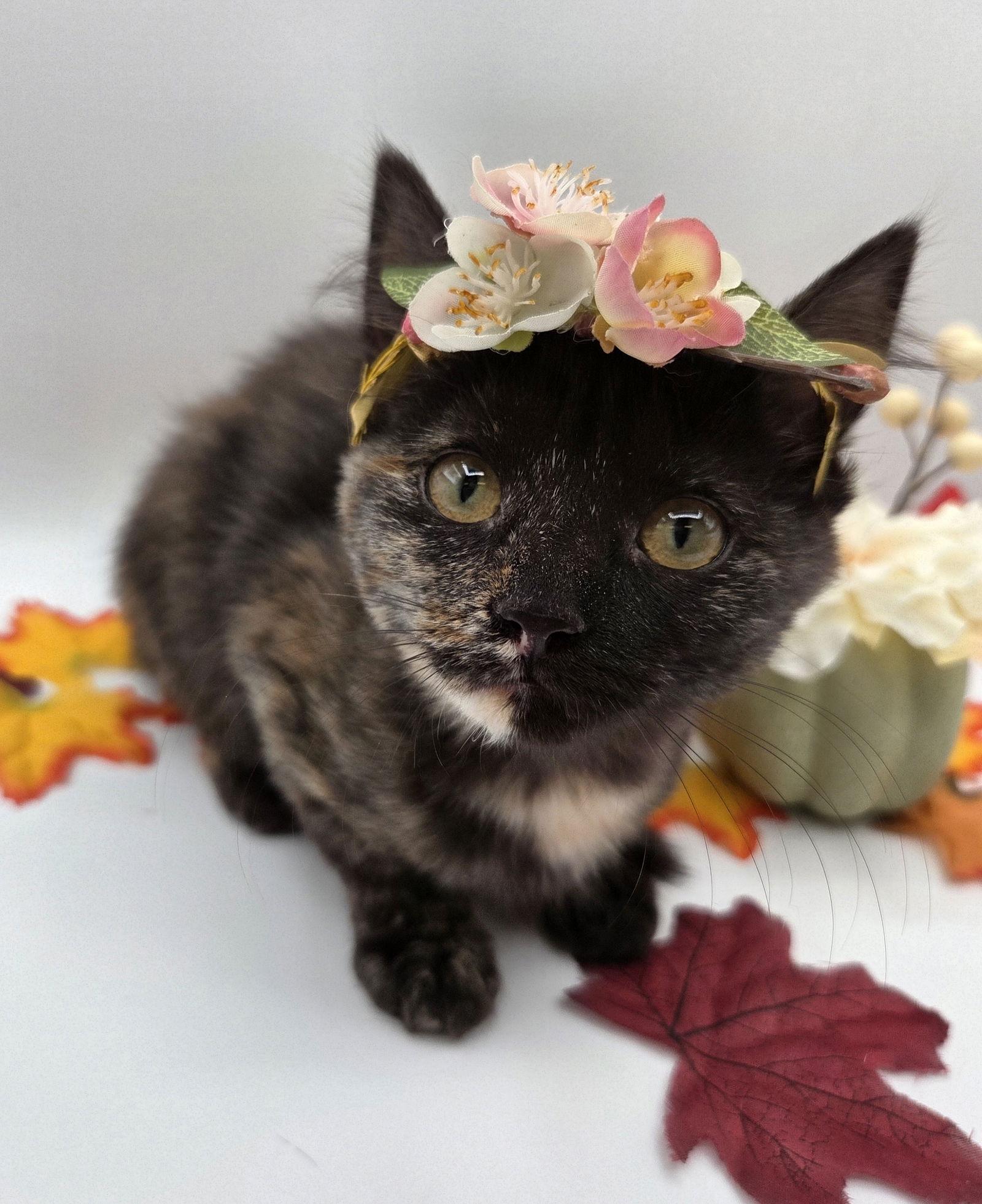 Cardamom, a Adoptable mixed breed in Attalla, AL image 2/3