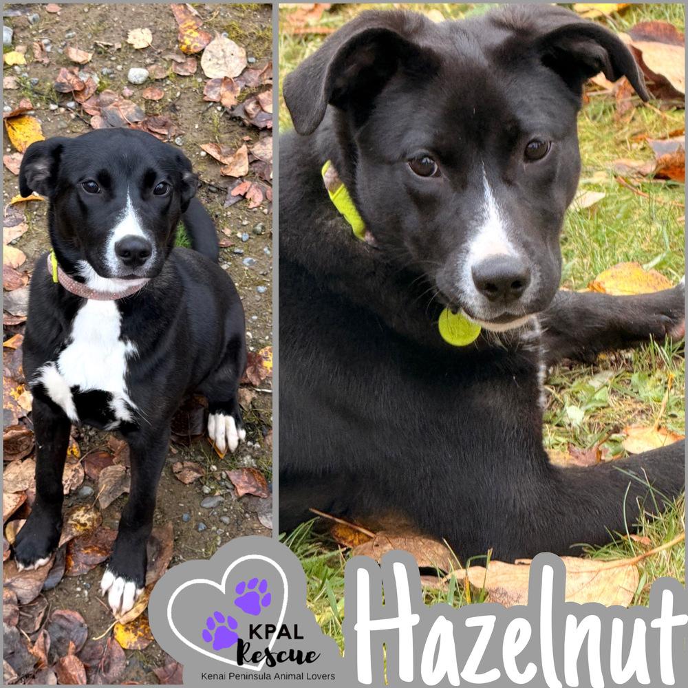 Enlarge Hazelnut - Nuts Litter, a Adoptable mixed breed in Kenai, AK image 1/6