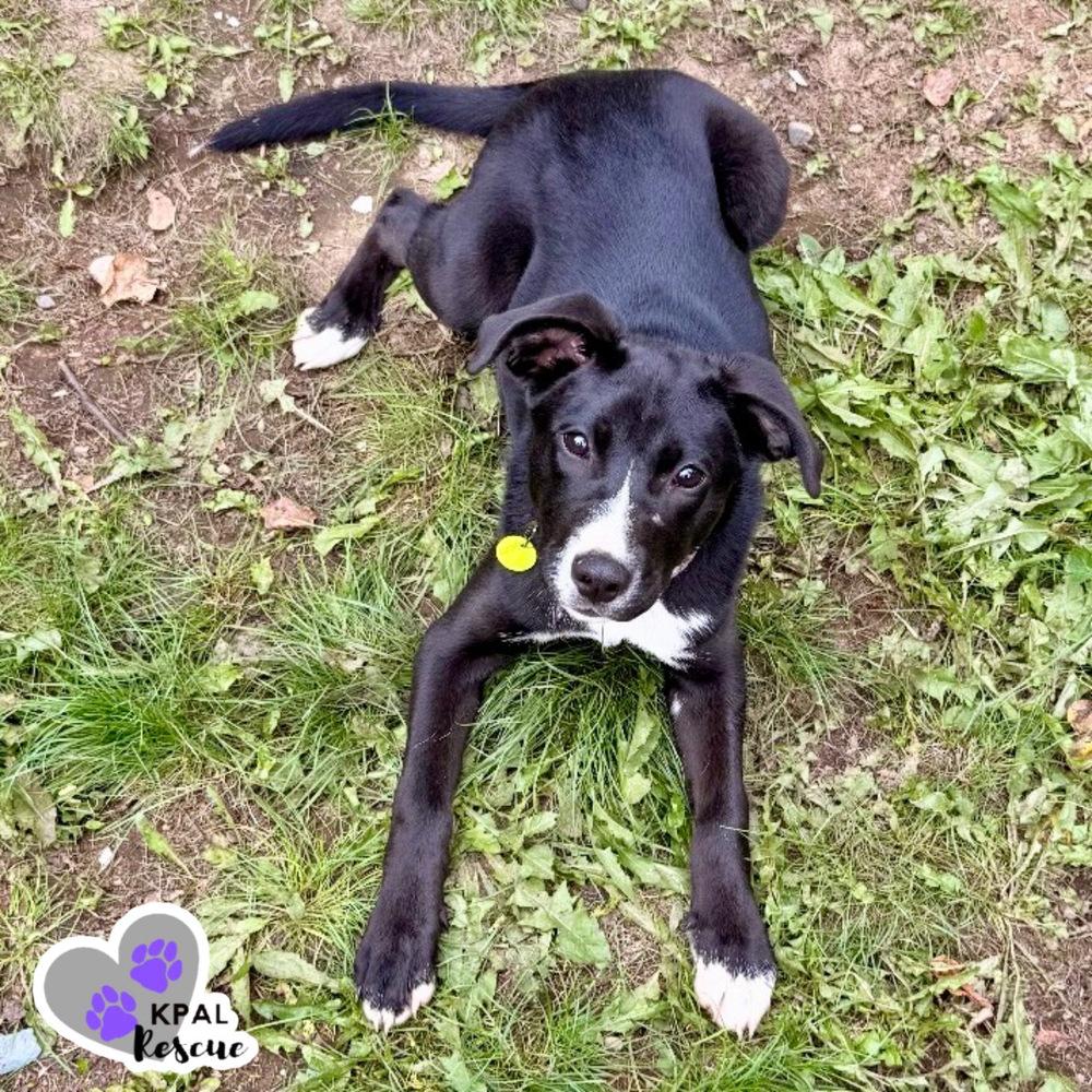 Enlarge Hazelnut - Nuts Litter, a Adoptable mixed breed in Kenai, AK image 2/6