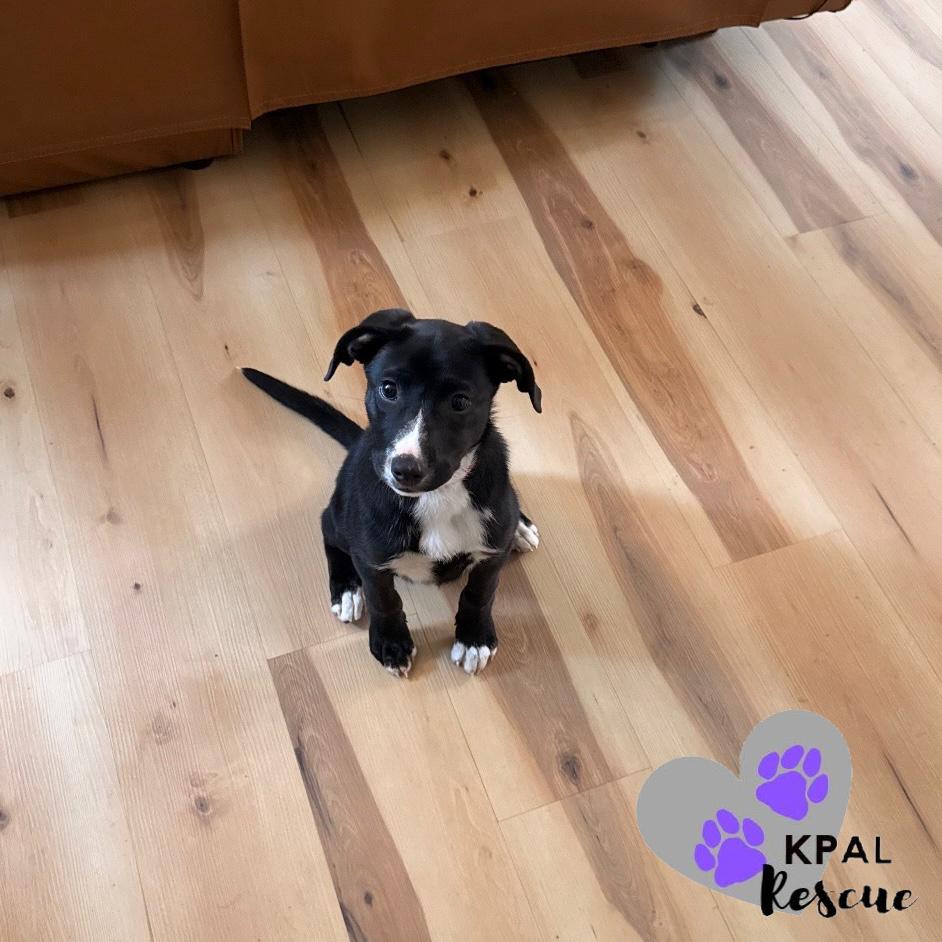Hazelnut - Nuts Litter, Adoptable, Puppy Female Mixed Breed & Mixed Breed.
