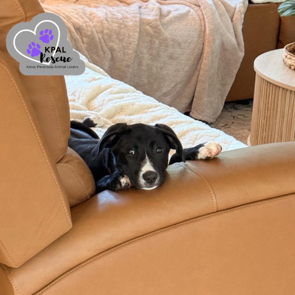 Enlarge Hazelnut - Nuts Litter, a Adoptable mixed breed in Kenai, AK image 2/6