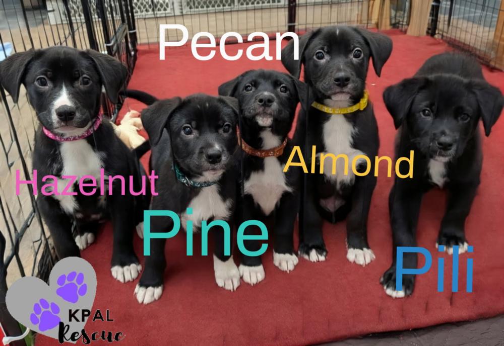 Hazelnut - Nuts Litter, Adoptable, Puppy Female Mixed Breed & Mixed Breed.