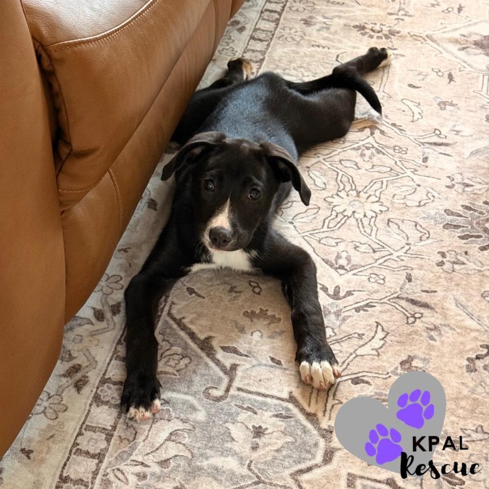 Enlarge Hazelnut - Nuts Litter, a Adoptable mixed breed in Kenai, AK image 3/4