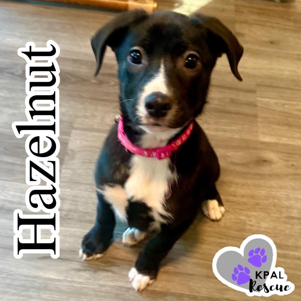 Hazelnut - Nuts Litter, a Adoptable mixed breed in Kenai, AK image 2/2