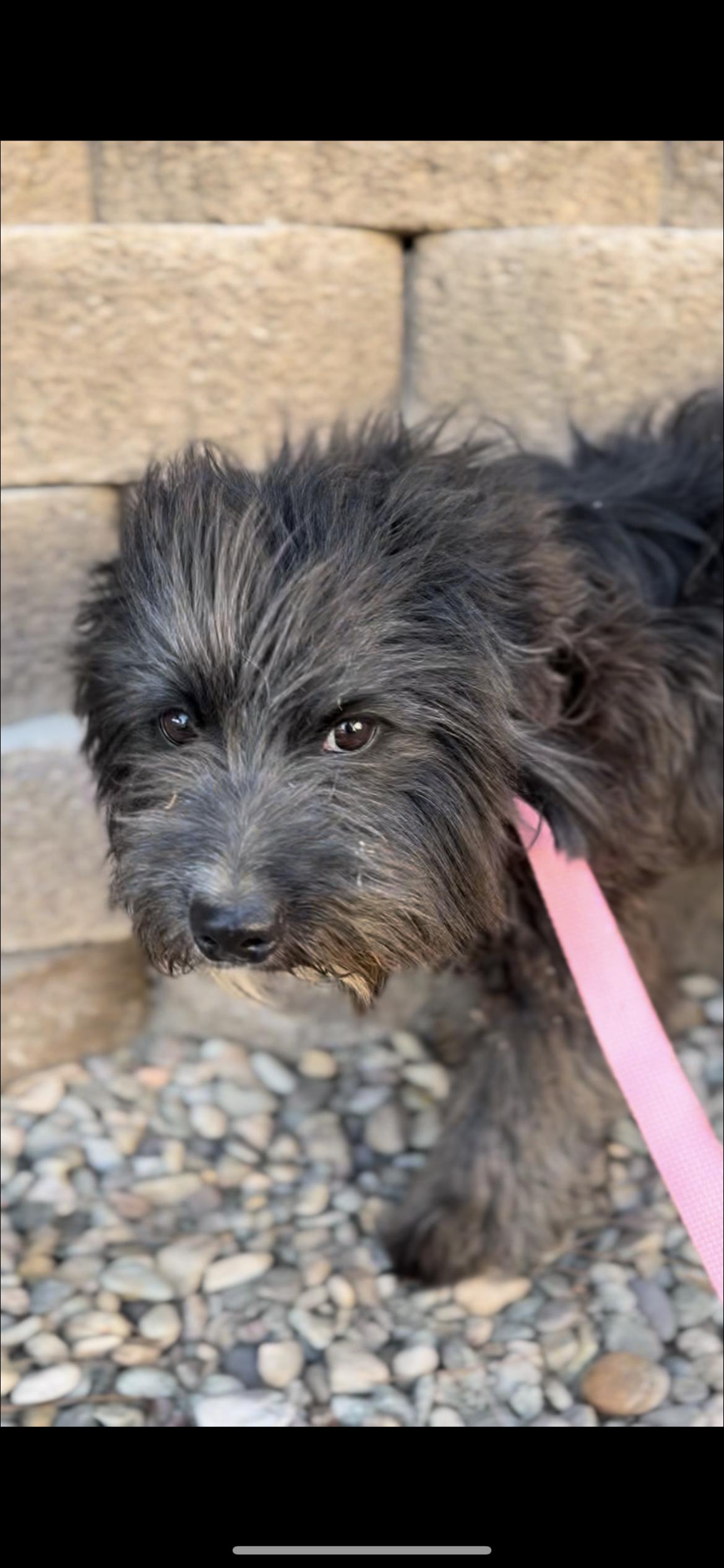 Enzo, a Adoptable mixed breed in Palm desert, CA image 1/2