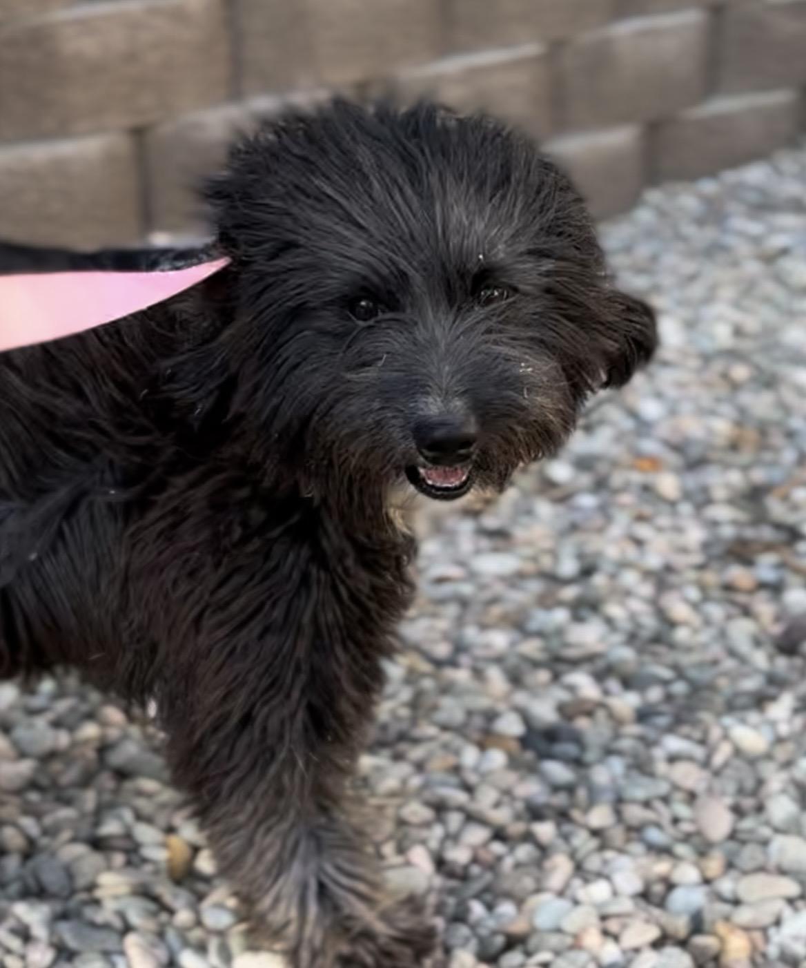 Enzo, a Adoptable mixed breed in Palm desert, CA image 2/2