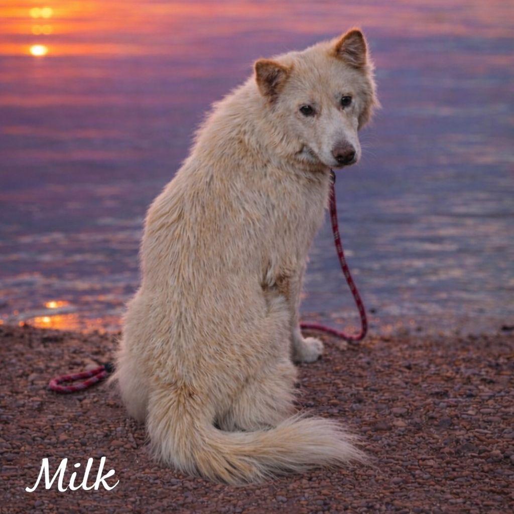 Milk, Adoptable, Adult Female Husky & Mixed Breed.
