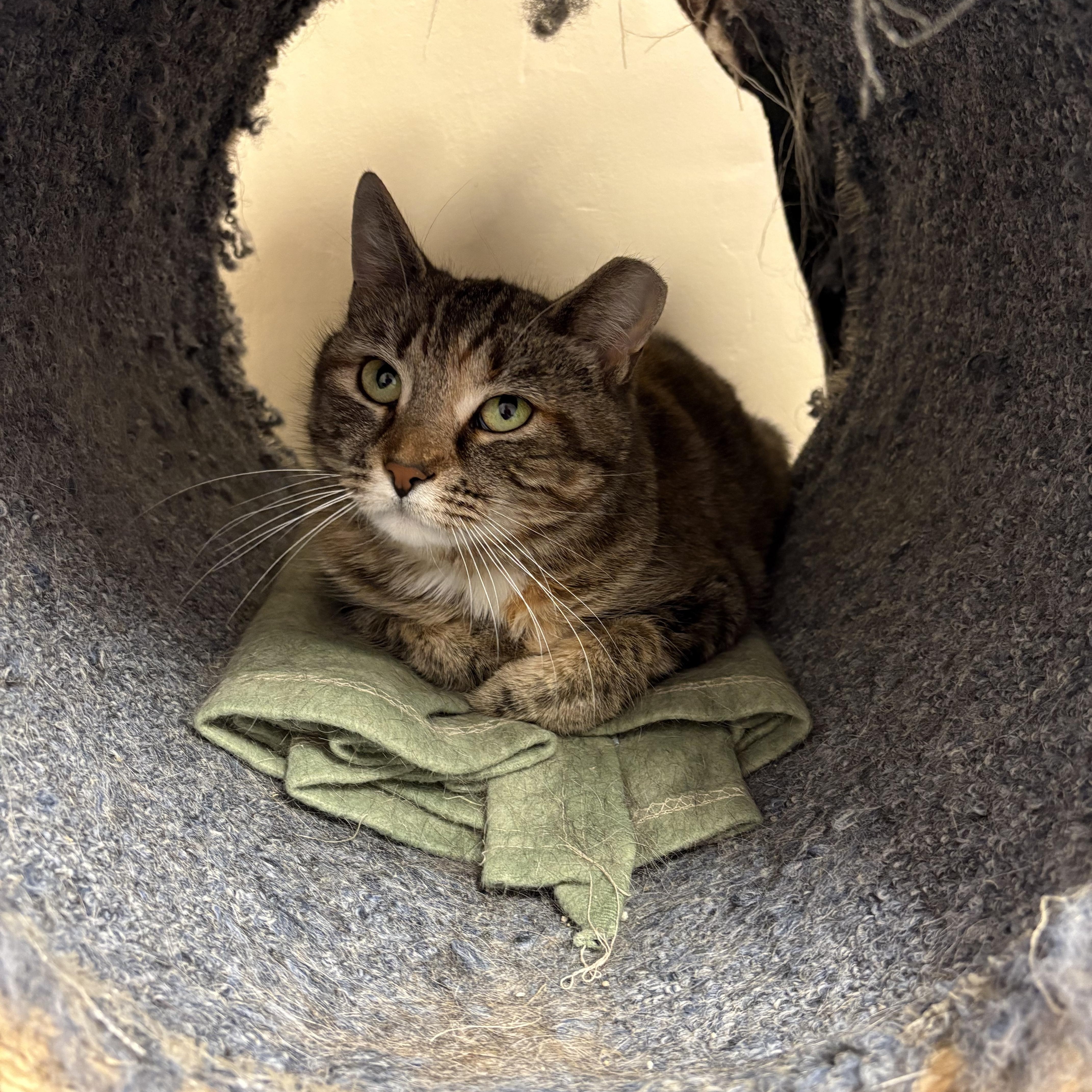 Enlarge Winnie, a ADOPTABLE mixed breed in Allentown, PA image 2/2