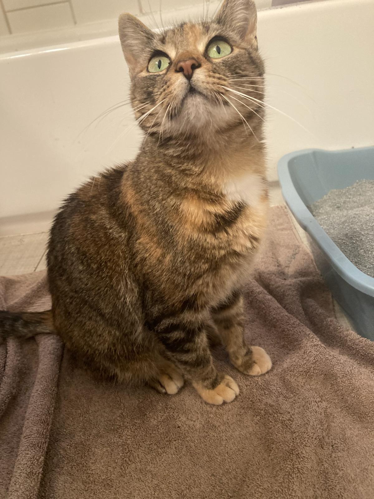 Enlarge Winnie, a ADOPTABLE mixed breed in Allentown, PA image 1/1