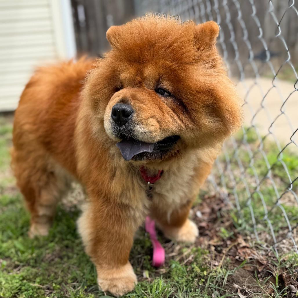 Brandy, Adoptable, Adult Female Chow Chow.