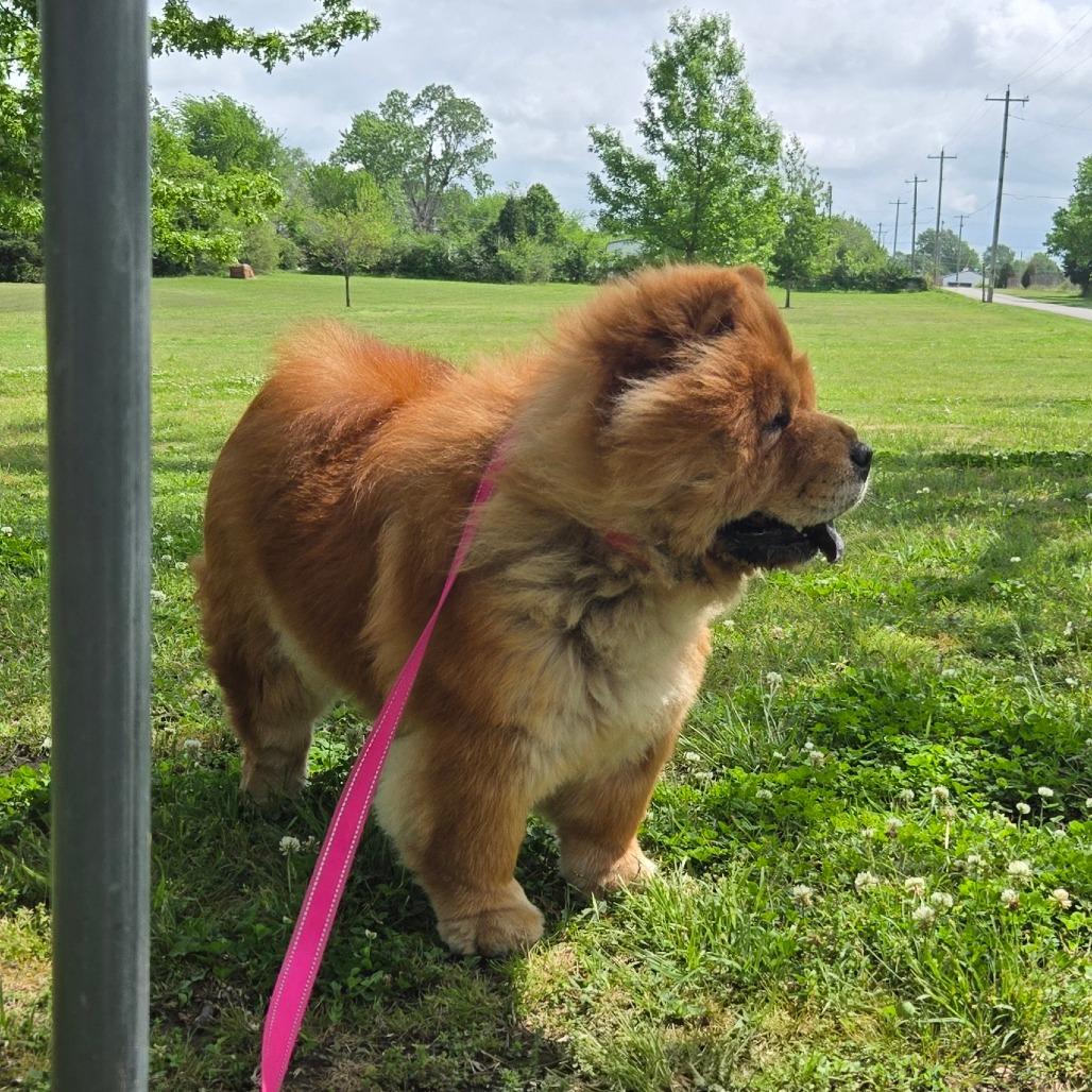 Enlarge Brandy, a Adoptable Chow Chow in Tulsa, OK image 2/6