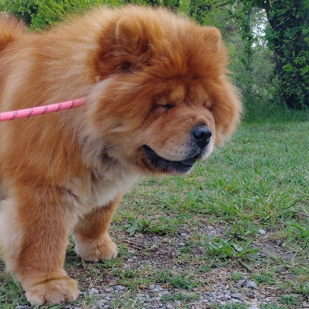 Enlarge Brandy, a Adoptable Chow Chow in Tulsa, OK image 3/6