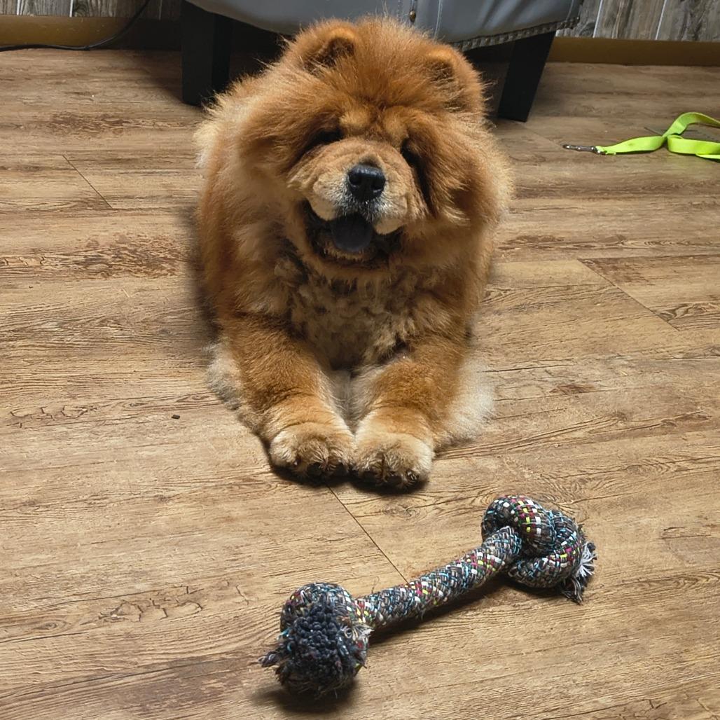 Enlarge Brandy, a Adoptable Chow Chow in Tulsa, OK image 4/6